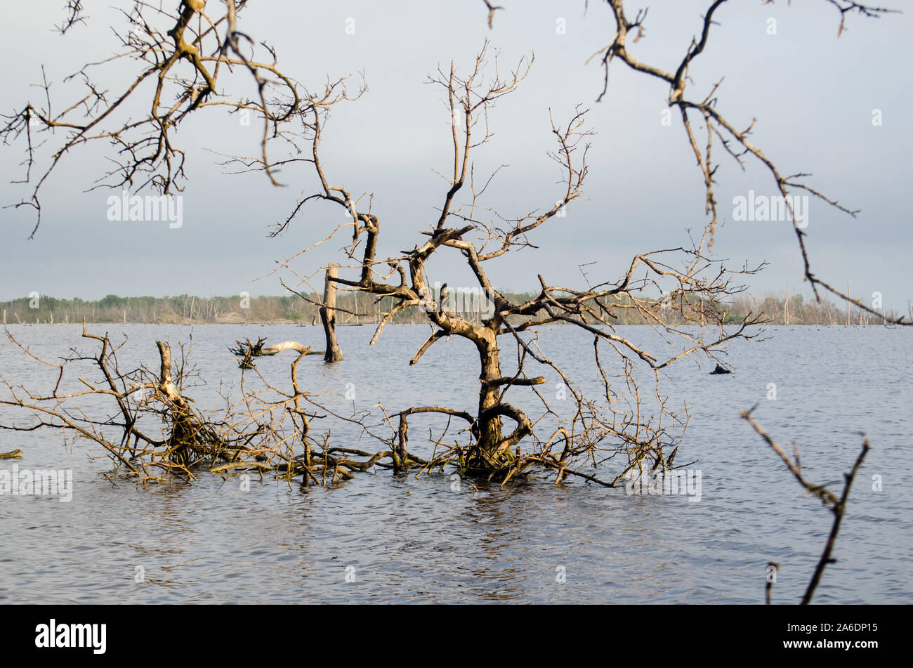 Tot Mangrovenwald in Cienaga Grande de Santa Marta Stockfoto
