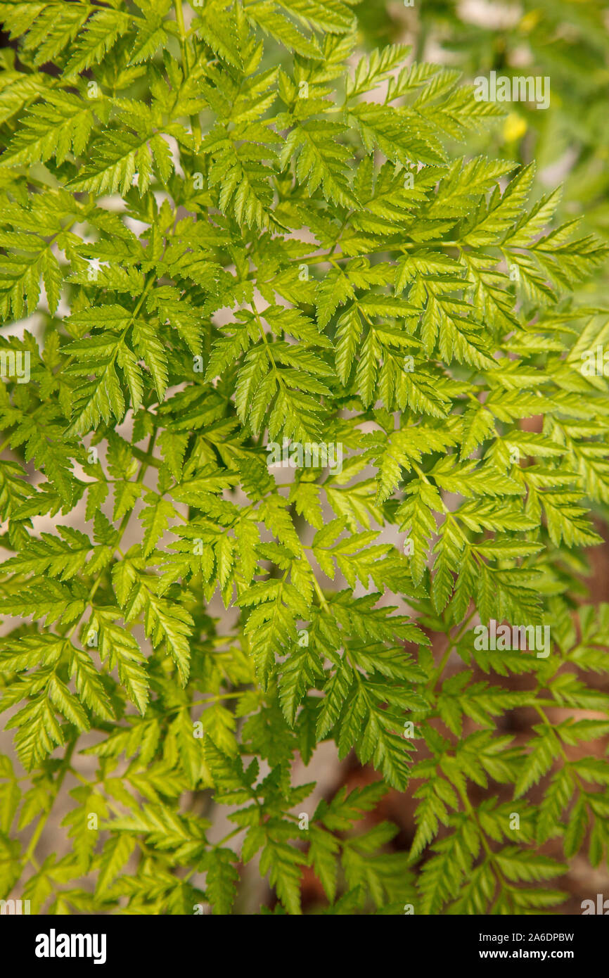 Poison hemlock Laub. (Conium maculatum). Stockfoto