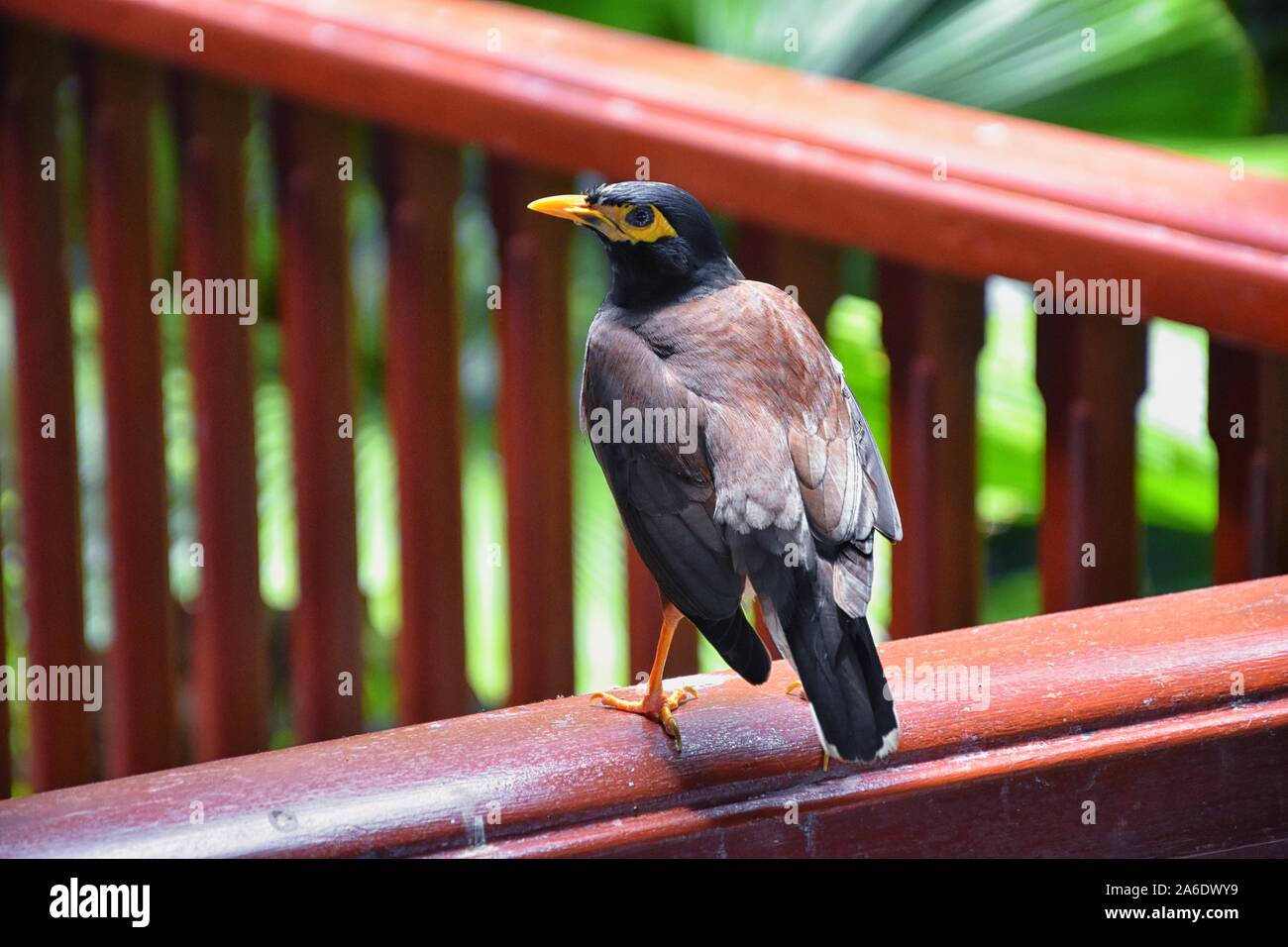 Myna Bird mit einem gelben Schnabel, schwarz-braun in Phuket Thailand in der Nähe von Bangkok. Gemeinsame Myna Myna, Indische, Locust Starling, starling Familie. Asien. Stockfoto