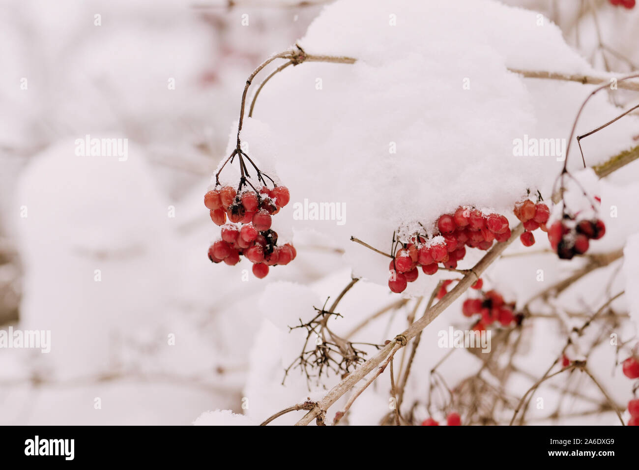 Reif viburnum mit Schnee in der Nähe abgedeckt. Winter Hintergrund Stockfoto