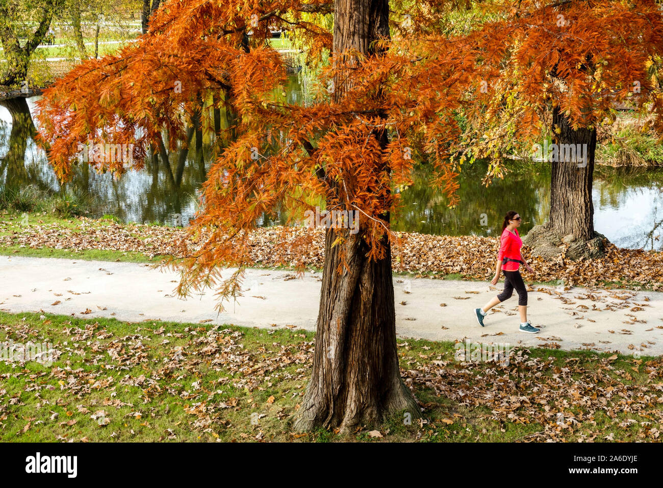 Frau zu Fuß im Stadtpark Stromovka Prag Holesovice Tschechische Republik Europa Herbst Stadtpark Lifestyle Spaziergang allein fallende Blätter Stockfoto