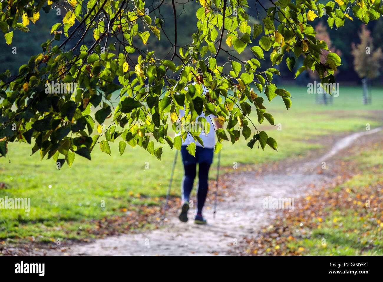 Herbstszene Frau Nordic Walking im Stadtpark, Frau allein zu Fuß Stockfoto