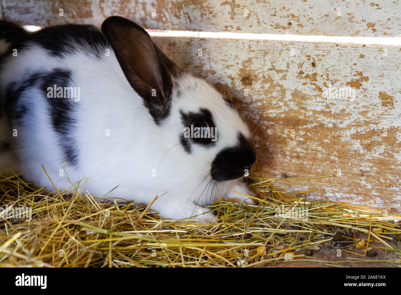 Eine Angst, weißes Kaninchen mit schwarzen Flecken auf Heu. Stockfoto