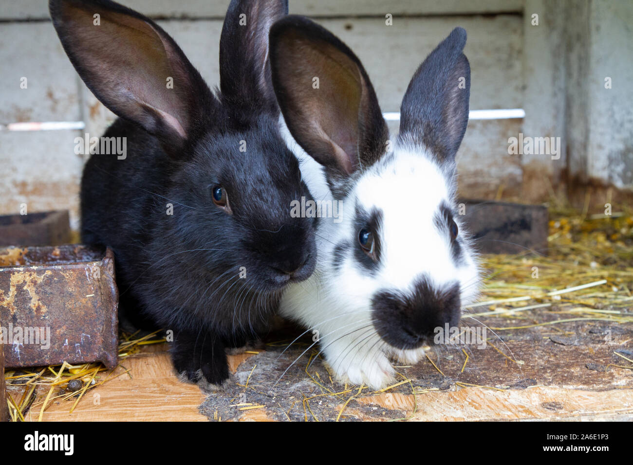 Schwarze und weiße Kaninchen auf Heu. Stockfoto