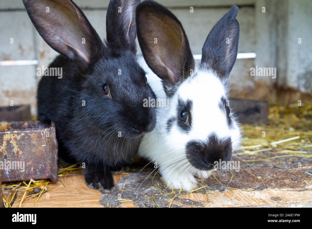 Schwarze und weiße Kaninchen auf Heu. Stockfoto