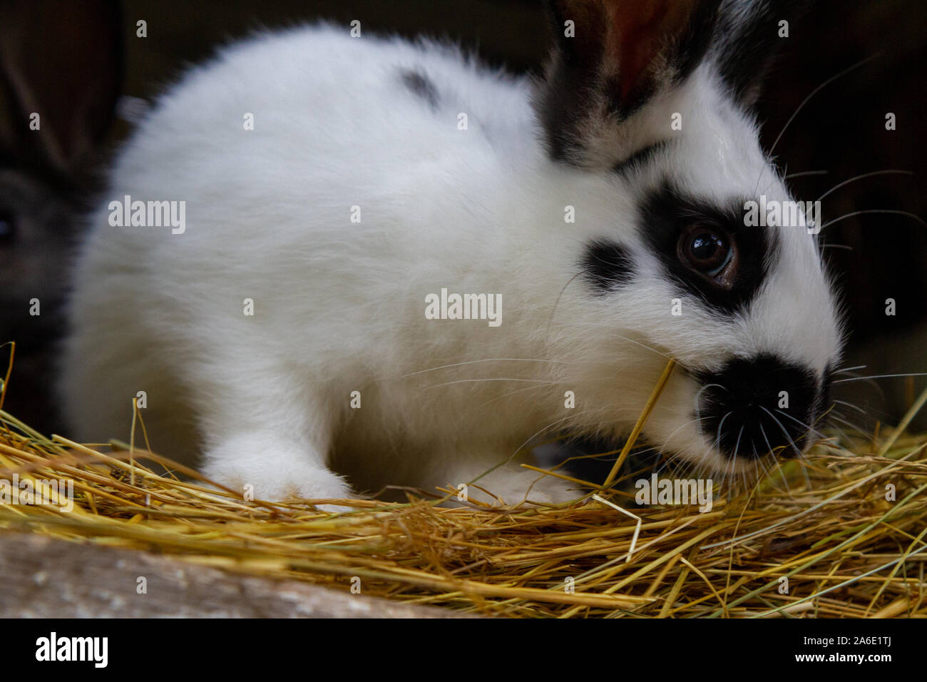 Ein weißes Kaninchen mit schwarzen Flecken auf Heu. Stockfoto