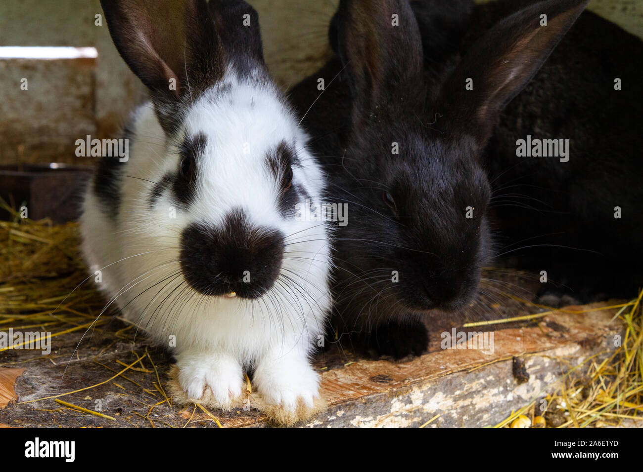 Schwarze und weiße Kaninchen auf Heu. Stockfoto