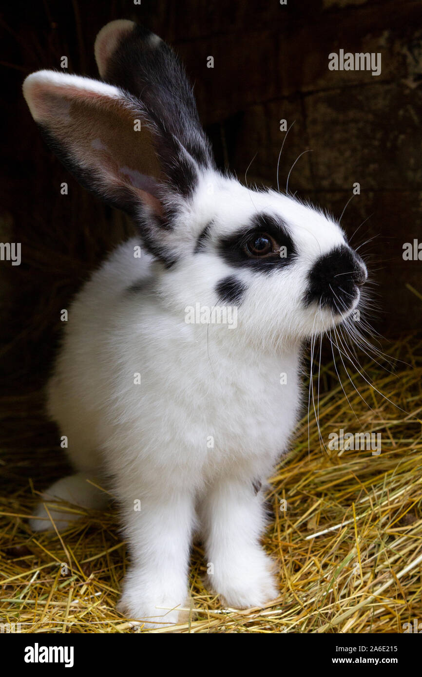 Ein weißes Kaninchen mit schwarzen Flecken auf Heu. Stockfoto