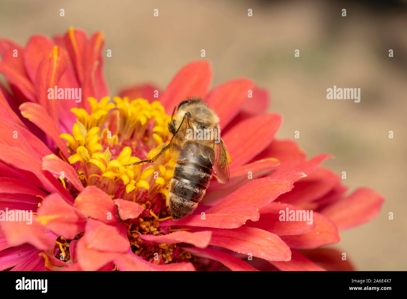 Europäische Honigbiene (lat. APIs mellifera) oder westliche Honigbiene, ist die häufigste der 7–12 Honigbienenarten weltweit. Stockfoto