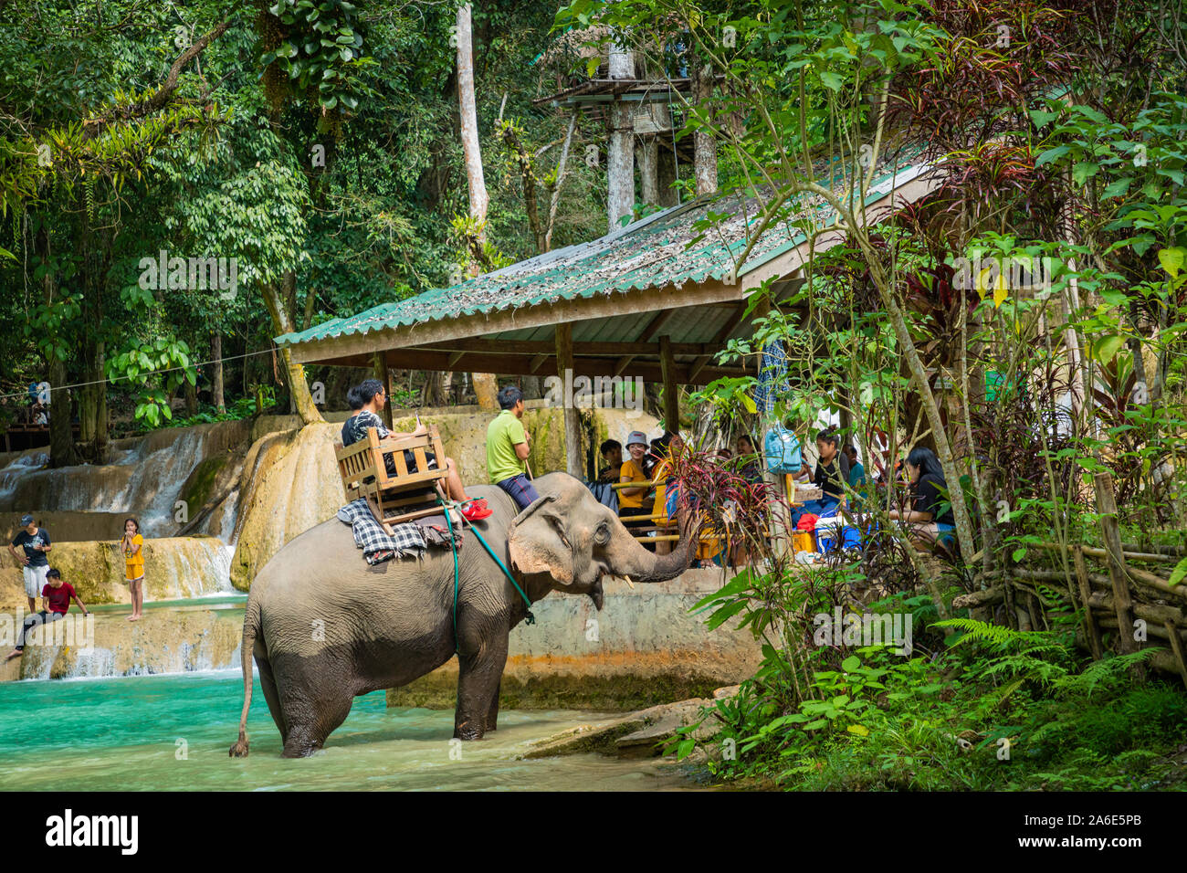 LUANG PRABANG, LAOS - Oktober 12, 2019: Bei Tad Sae Wasserfall, Luang Prabang, Laos Elefant. Stockfoto