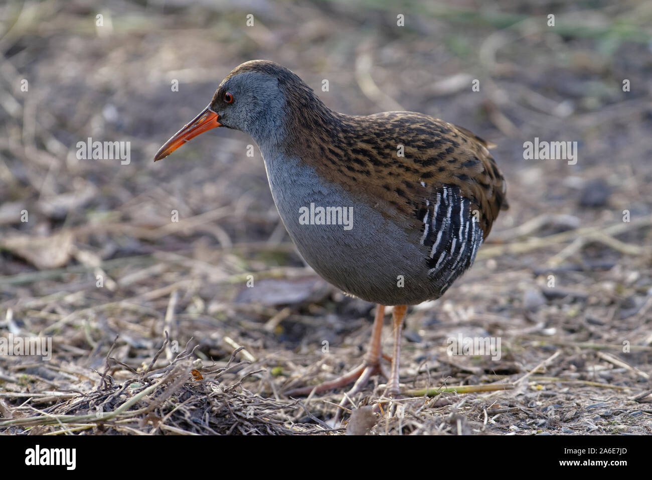 Wasser Schiene - Rallus aquaticus Vogel auf trockenen Sumpf Stockfoto