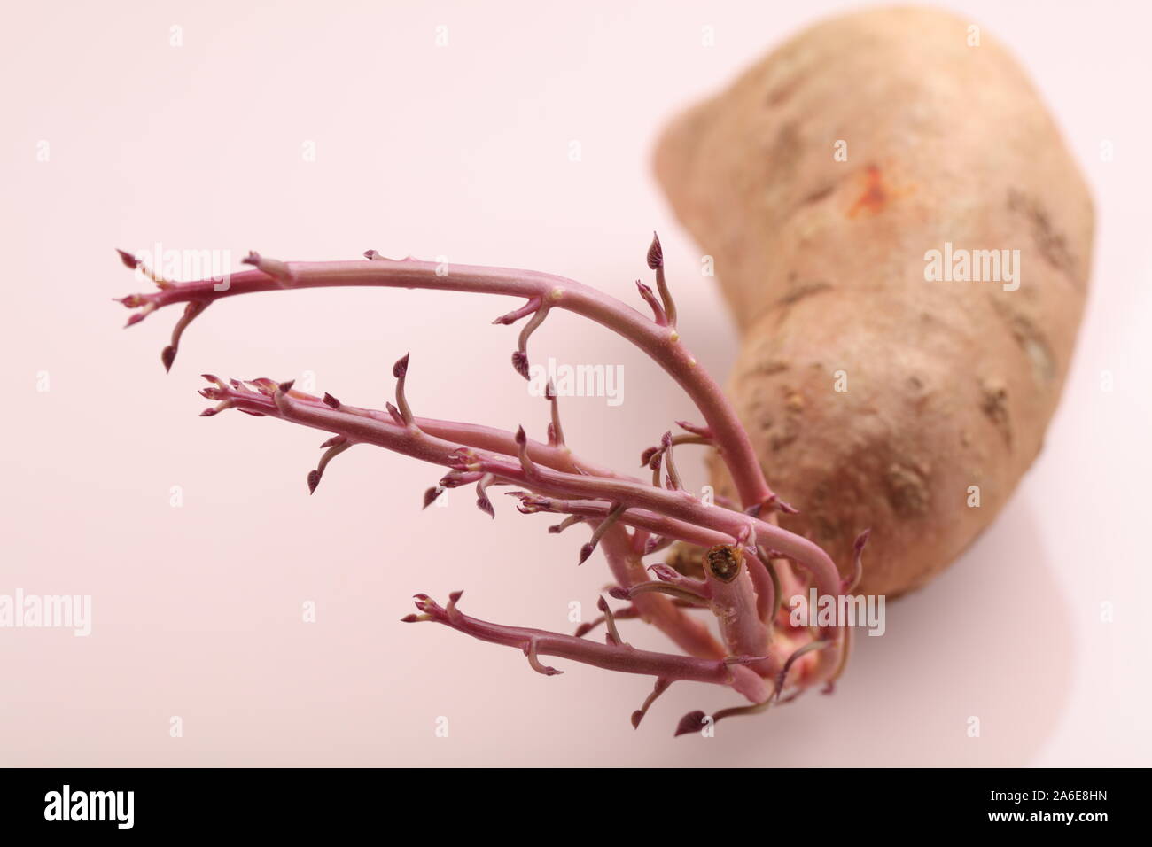 Süßkartoffel auf rosa Hintergrund mit rosa Sprossen Stockfoto