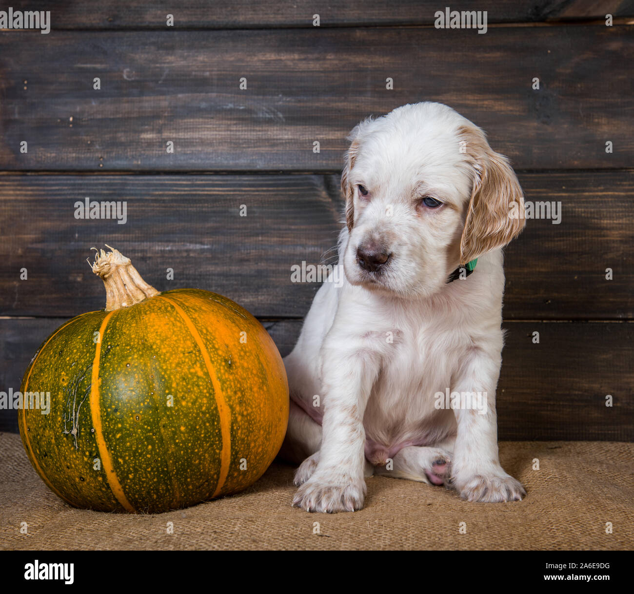 Cute funny white English Setter Welpen und orange kleine Kürbis, halloween Card Stockfoto