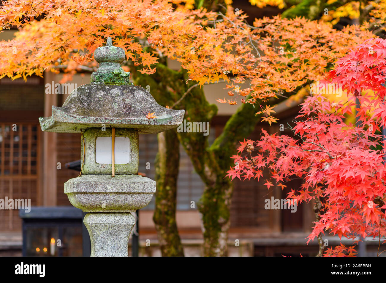 Bunte rote Blätter im Herbst mit alten Stein Laterne im Herbst Saison, Japan. Stockfoto
