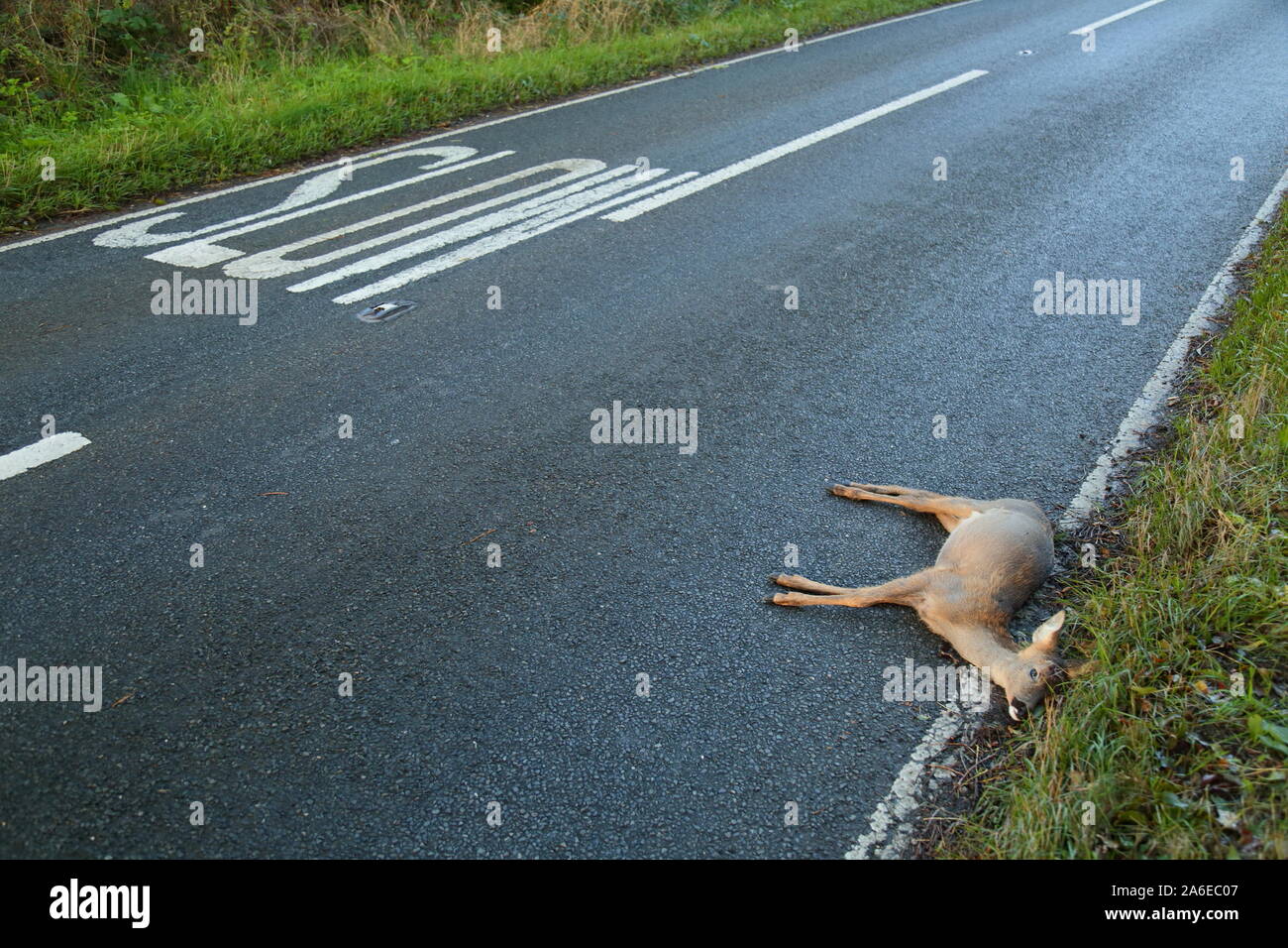 Tote Hirsche auf der Straße geschlagen vom Fahrzeug Stockfoto