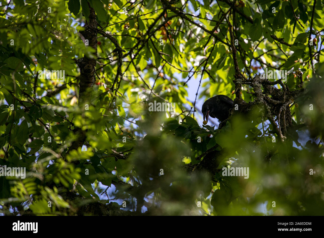 Vogel essen eine grüne Cherry in einem Baum versteckt Stockfoto