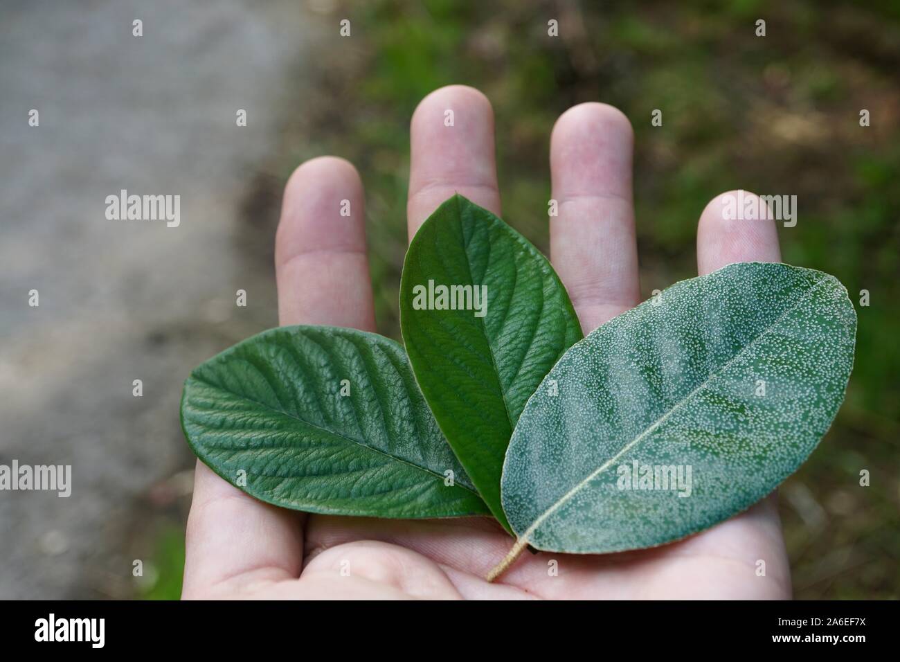 Hand mit grüner Baum Blatt in der Natur Stockfoto