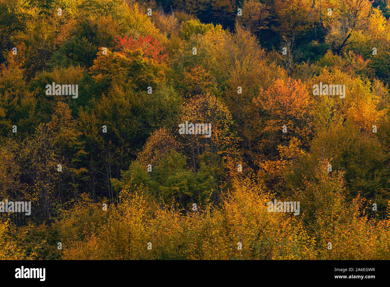 Bunte Herbst Berg Wald Hintergrund Stockfotografie Alamy