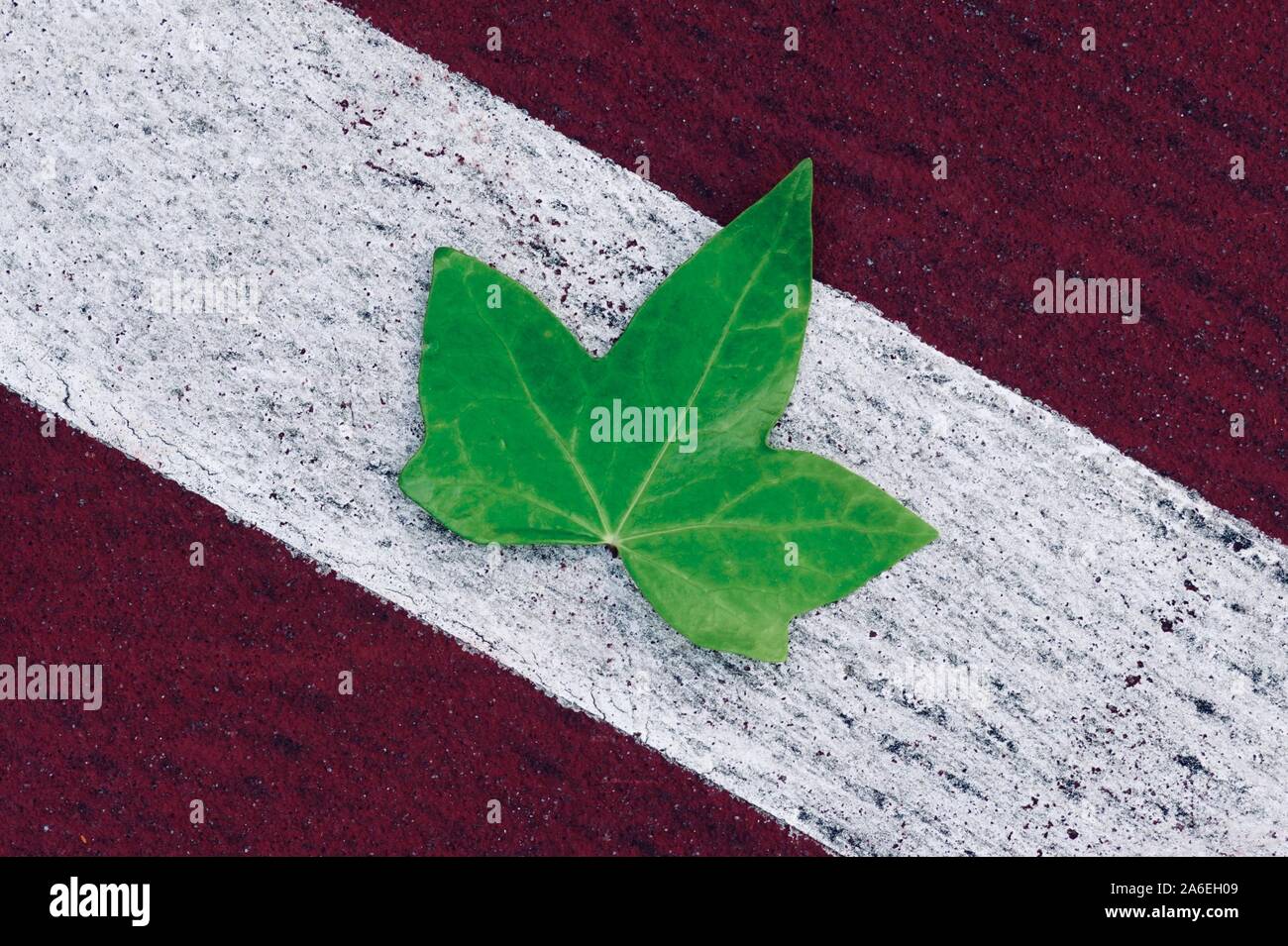 Grüner Baum Blatt allein auf dem roten Boden Stockfoto