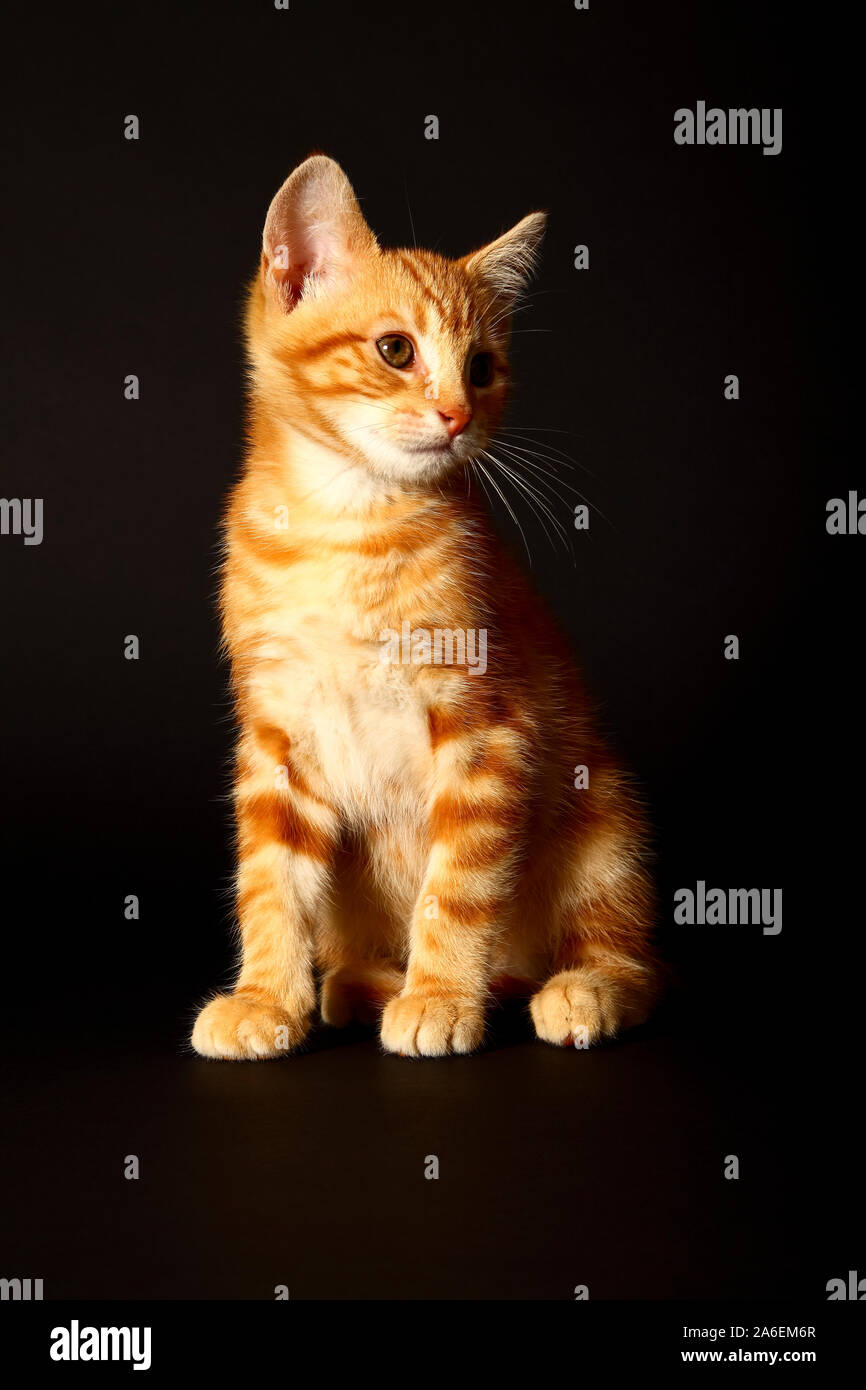Ingwer Mackerel Tabby Katze auf einem schwarzen Hintergrund isoliert Stockfoto