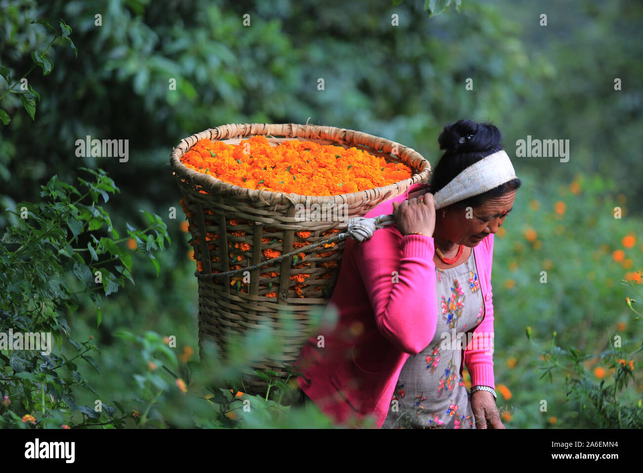 Nepalesische Frau sammelt Ringelblume Blumen aus dem Feld für die tihar Festival in Kathmandu, Nepal. Sarita Khadka/Alamy leben Nachrichten Stockfoto