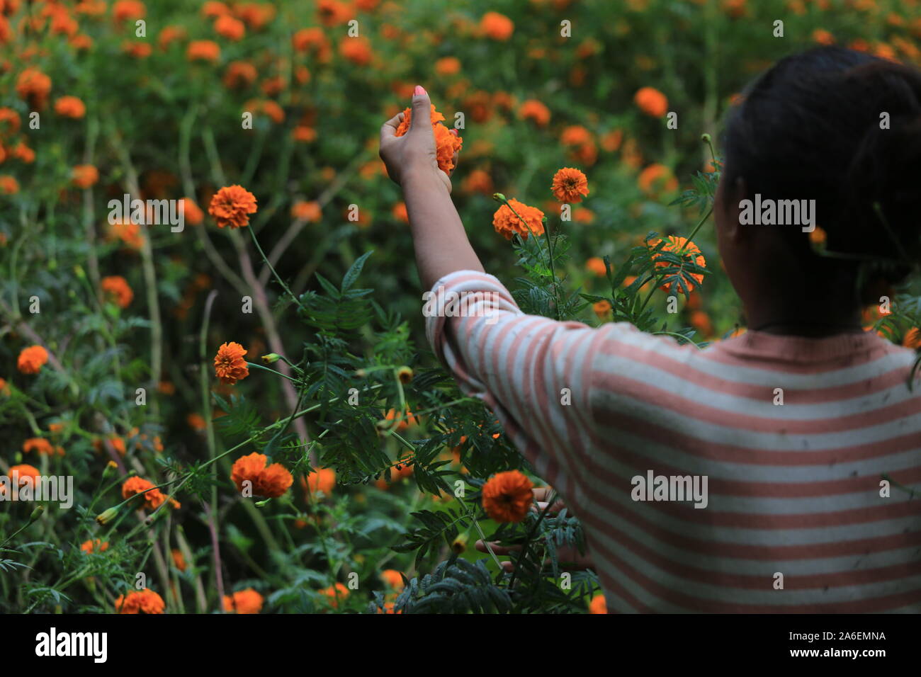 Nepalesische Frau sammelt Ringelblume Blumen aus dem Feld für die tihar Festival in Kathmandu, Nepal. Sarita Khadka/Alamy leben Nachrichten Stockfoto