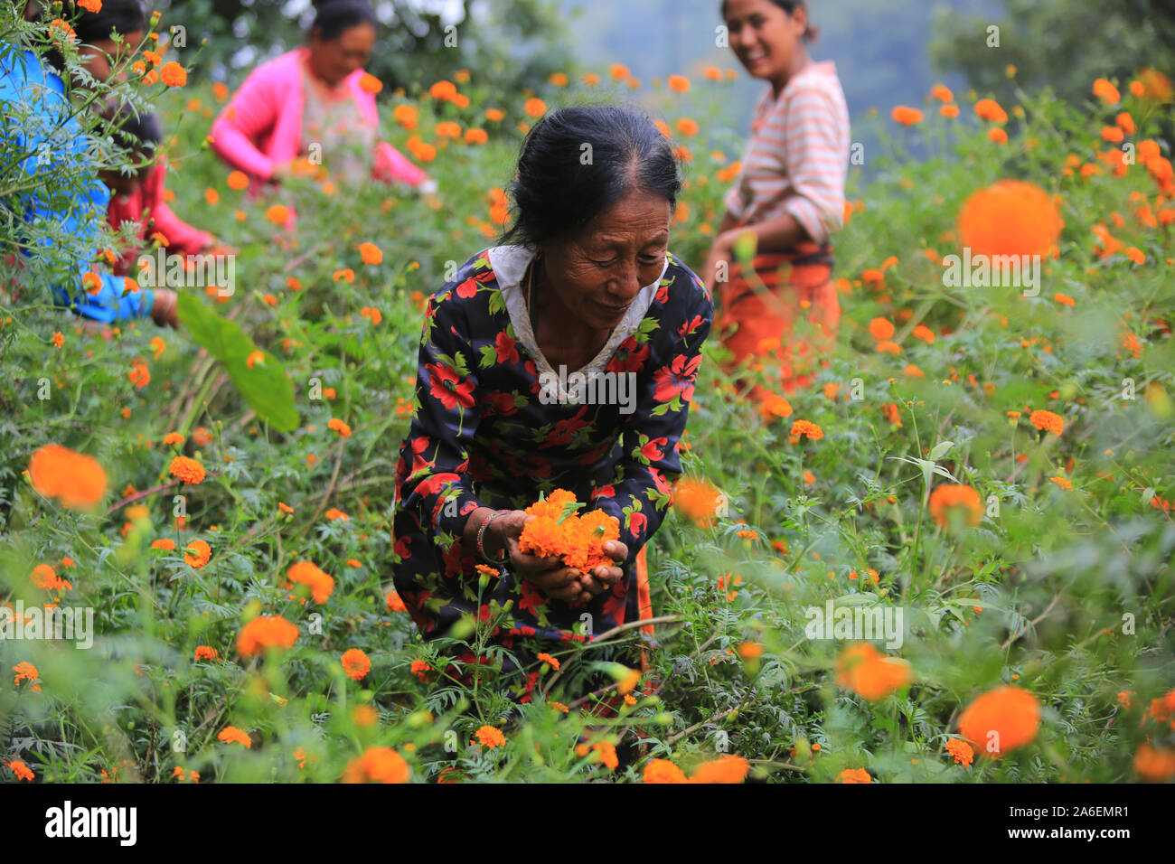 Nepalesische Frau sammelt Ringelblume Blumen aus dem Feld für die tihar Festival in Kathmandu, Nepal. Sarita Khadka/Alamy leben Nachrichten Stockfoto