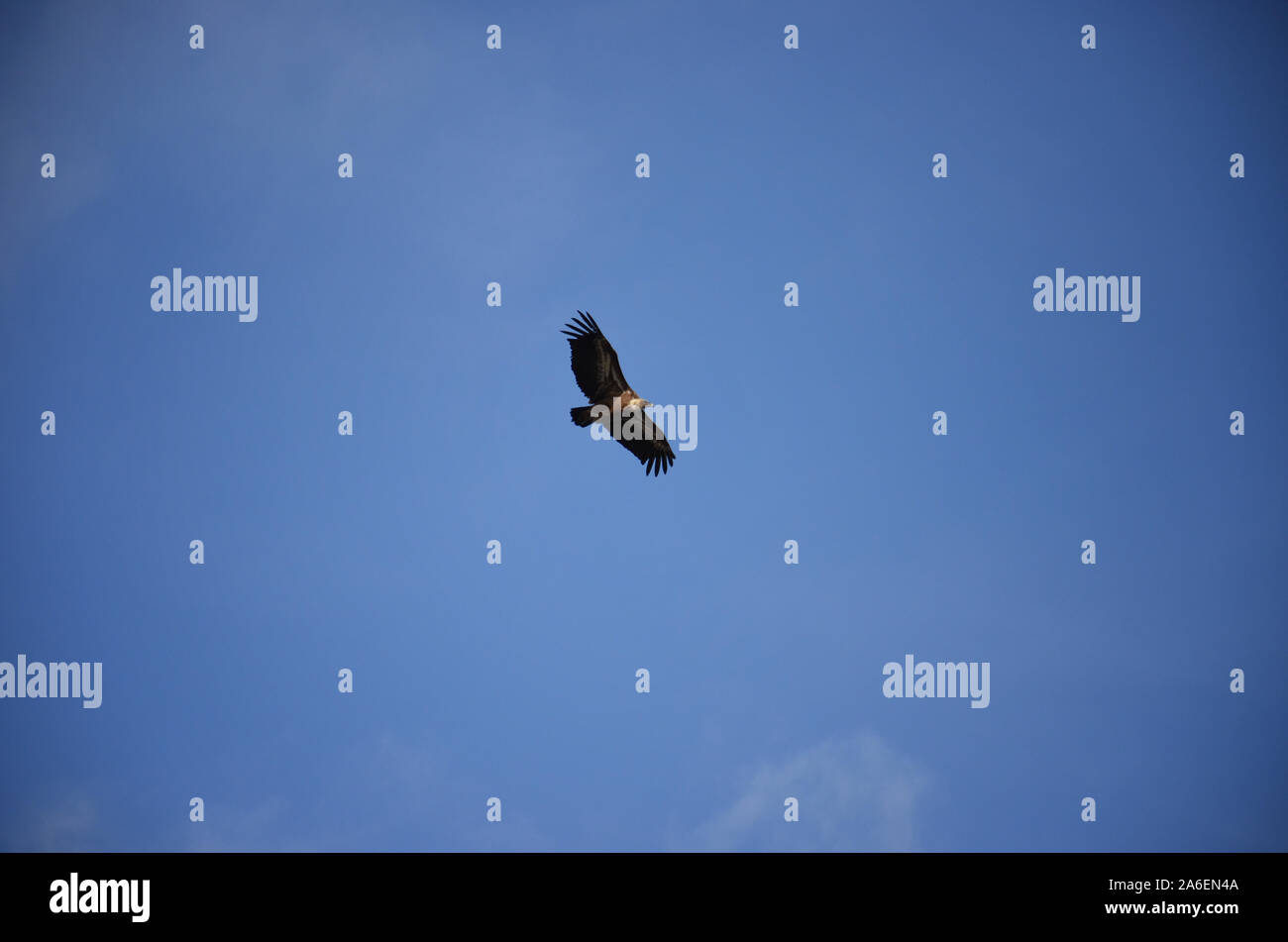 Vultur über die Schluchten von Verdon Stockfoto