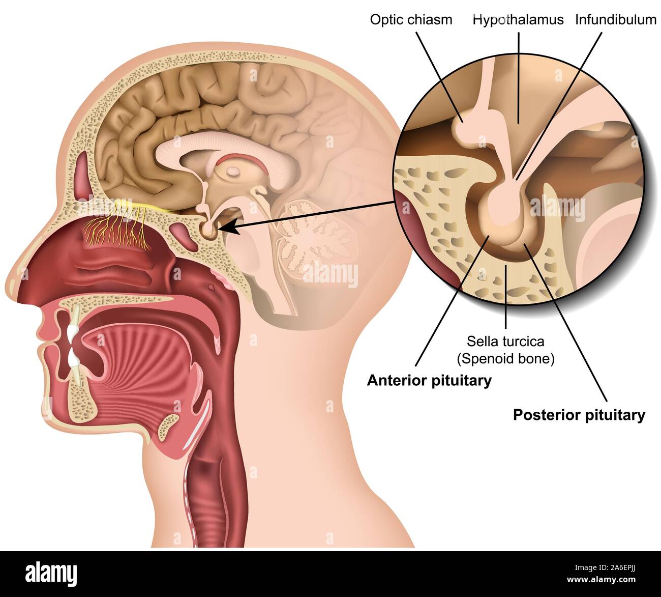 Hypophyse Anatomie 3d medical Vector Illustration auf weißem Hintergrund Hypothalamus im Gehirn isolierte Eps 10 Infografik Stock Vektor
