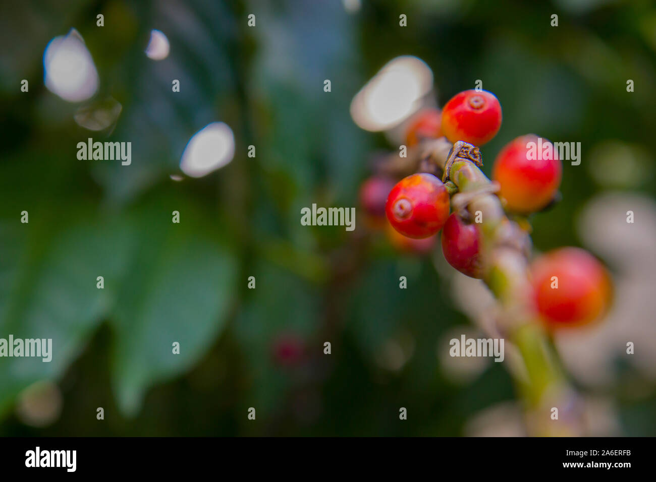 Frischen roten Beeren Kaffee Bohnen Hintergrund. Arabica Beeren in organischen Kaffee Plantage. Stockfoto