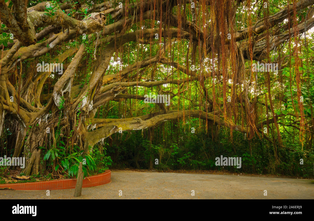 Alte Banyan Tree, Xiaoliuqiu Insel, Taiwan Stockfoto