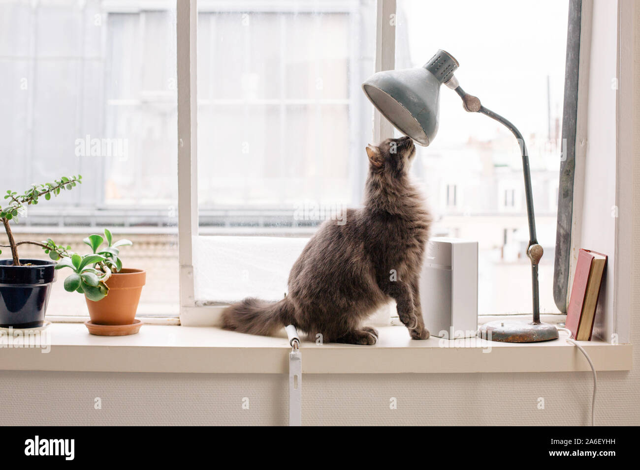 Neugierig und lustige Katze in einem eleganten Pariser Wohnung Stockfoto