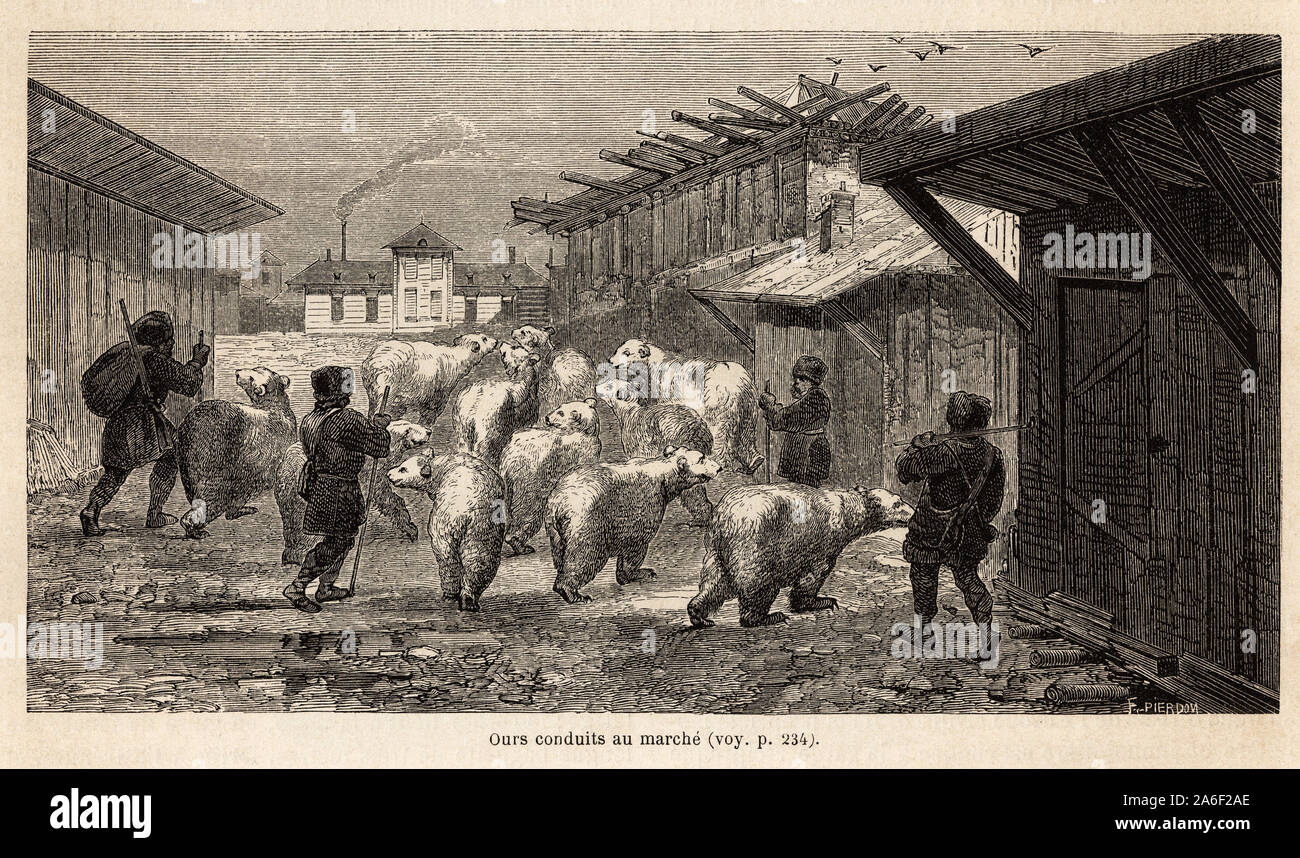Un-troupeau d'ours blancs Conduits au marche de Beresow, pour le commerce de Leur fourrure, Dessin d'Eve Felinska, Gießen illustrer ses Souvenirs d'Exil Stockfoto