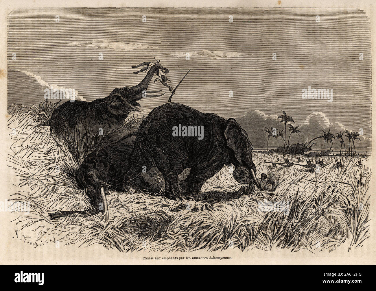La chasse aux Elefanten par les Amazones dahomyennes, (actuel Benin), dessin de Jean Antoine Foulquier (1822-1896), pour le Voyage au Dahom illustrer Stockfoto
