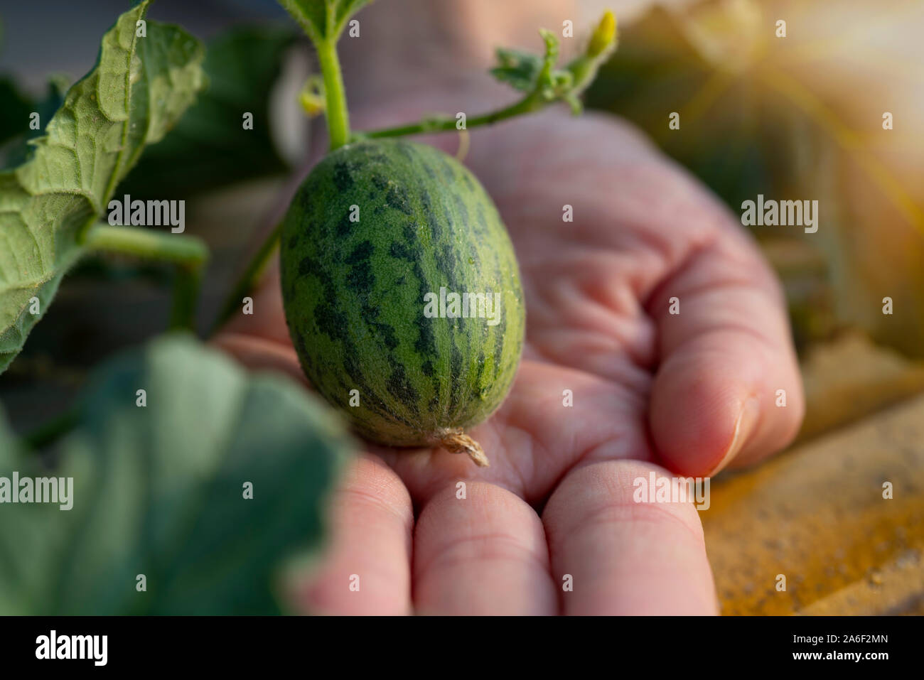 Junge Melone Pflanze in vollem Wachstum auf Biopolymer Kunststoff in  Obstgarten Stockfotografie - Alamy