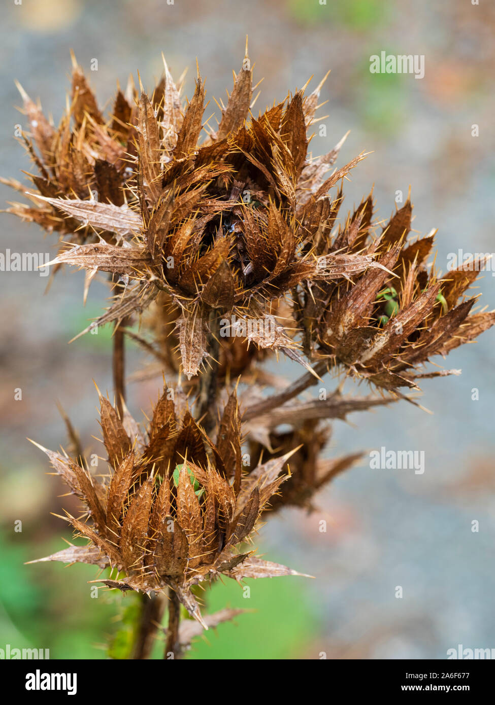 Getrocknete braune Samen Köpfen der dekorative Staude Distel, Berkheya purpurea Stockfoto