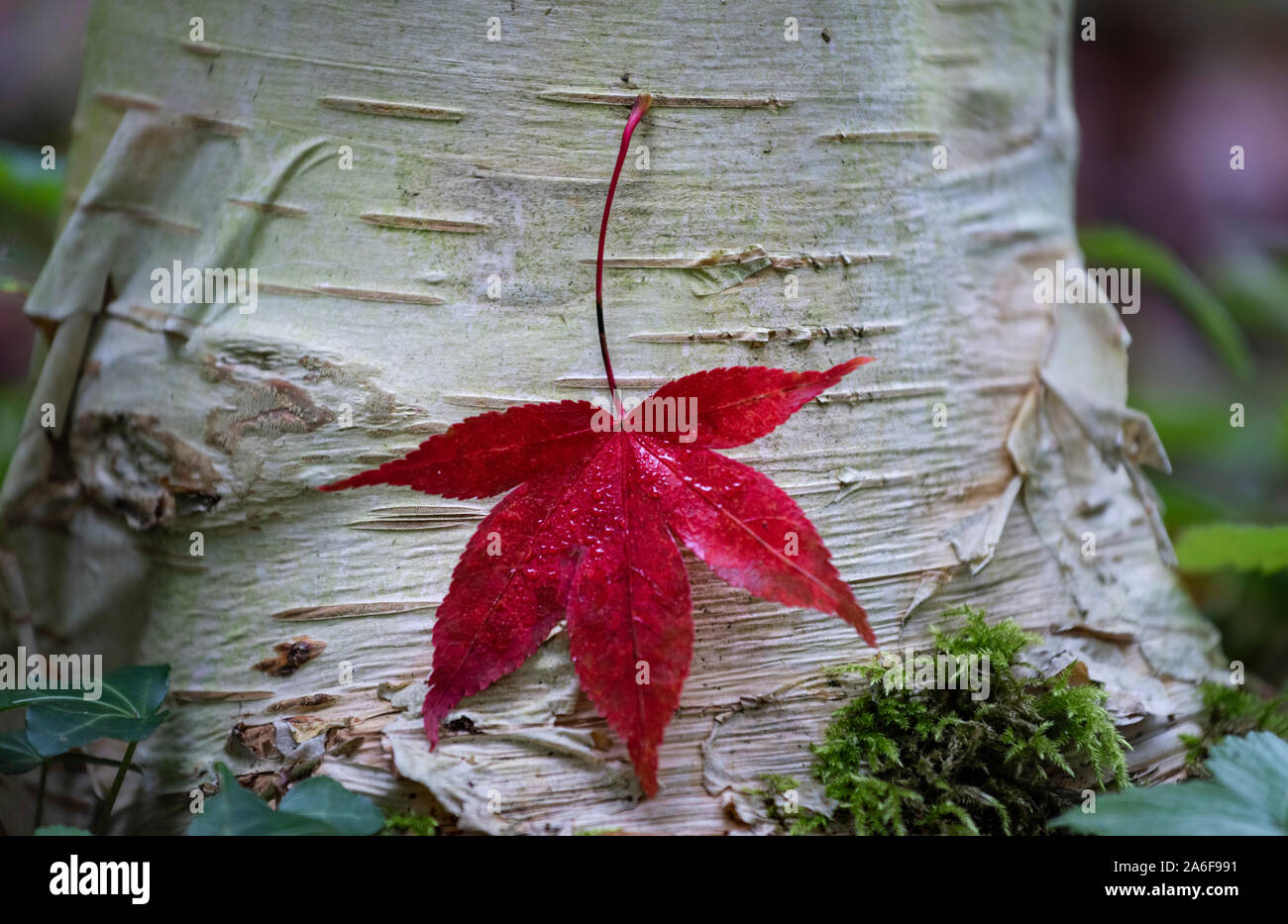 Gefallenen rot Acer Blatt in der Nähe von eine herbstliche Landschaft, Herbst Farben der Blätter der Laubbäume in Waldland in der englischen Landschaft Stockfoto