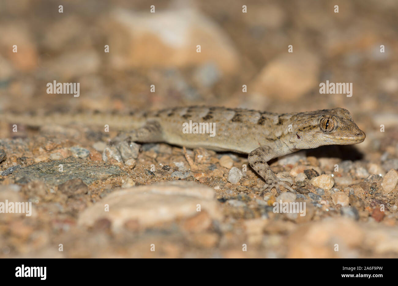 Kotschy's Gecko (Mediodactylus Kotschyi) auf der griechischen Insel Milos, Kykladen, Griechenland. Stockfoto