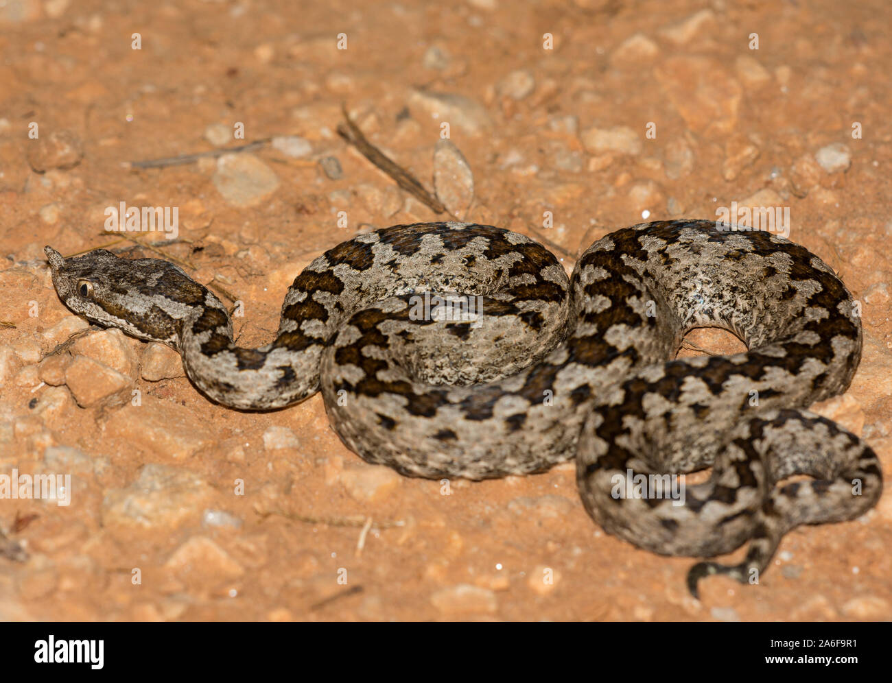 Männliche Nose-horned Viper (Vipera ammodytes) auf der griechischen Insel Ios, Kykladen, Griechenland. Stockfoto