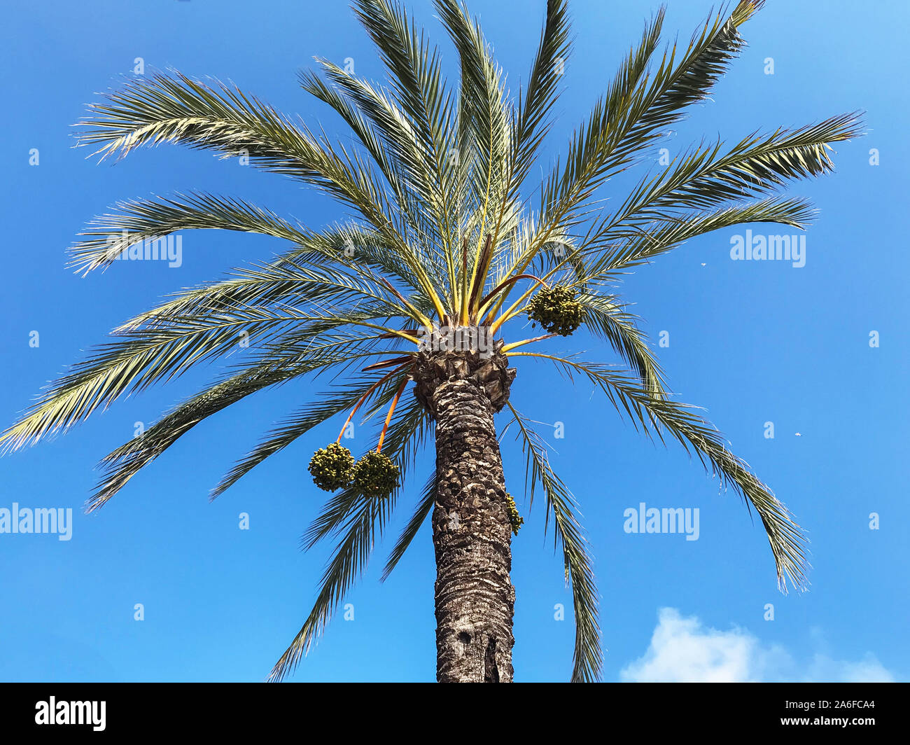 Banana Palm Tree gegen die blauen klaren Sommer Himmel. Stockfoto