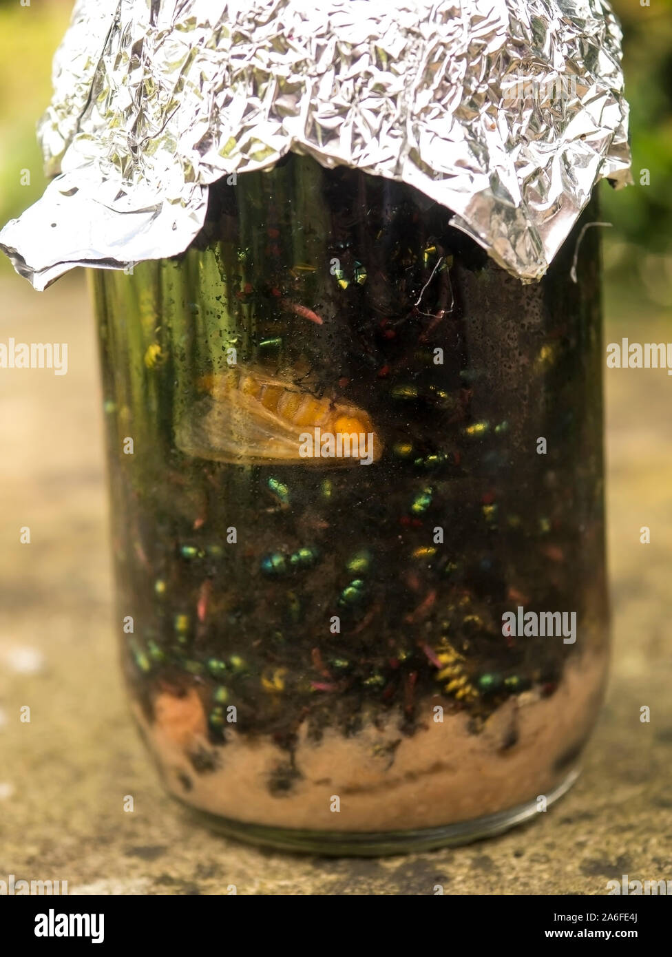 Jam jar voller Insekten. Stockfoto