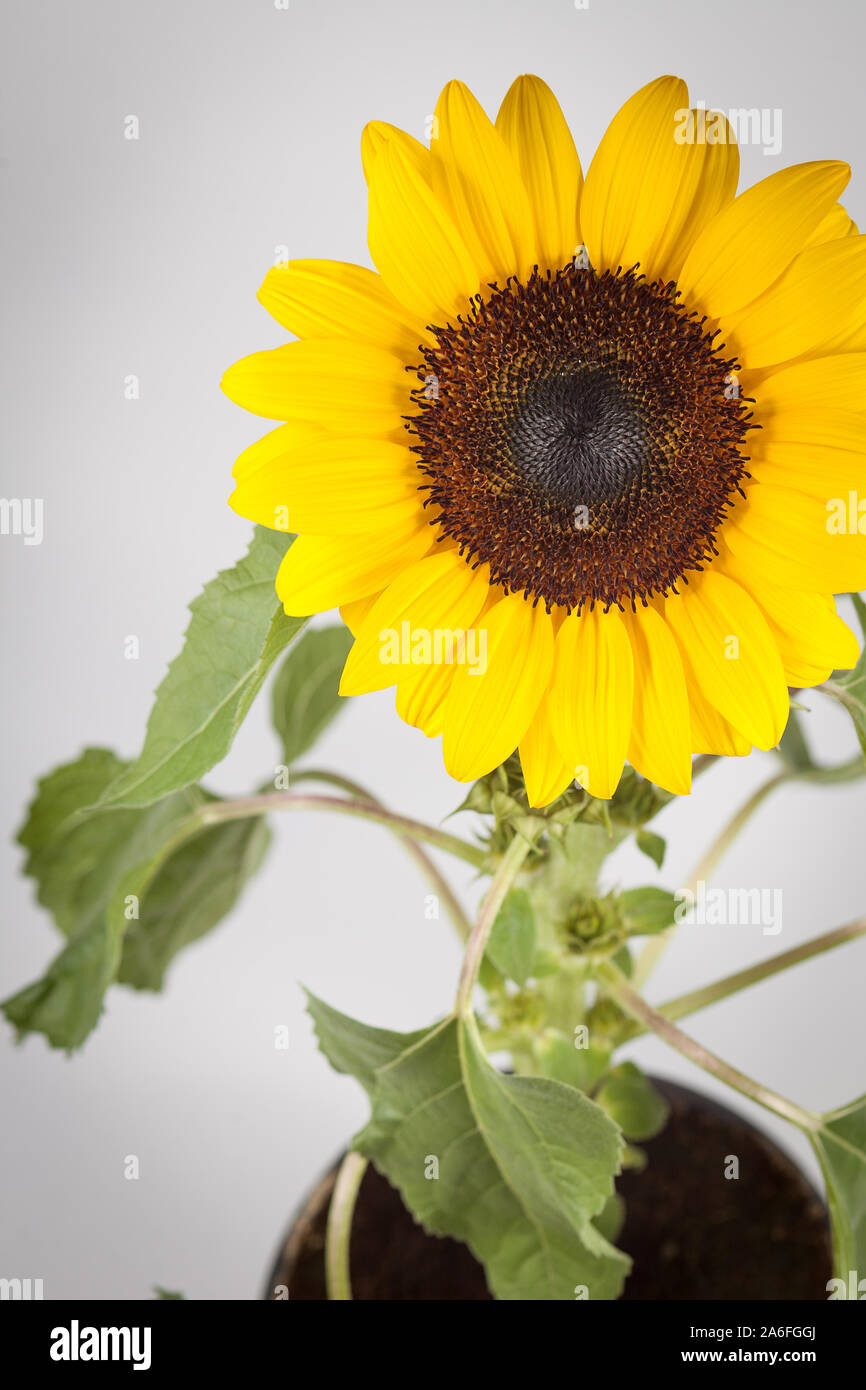 Stillleben - Vergossene Sonnenblume auf weißem Grund Stockfoto