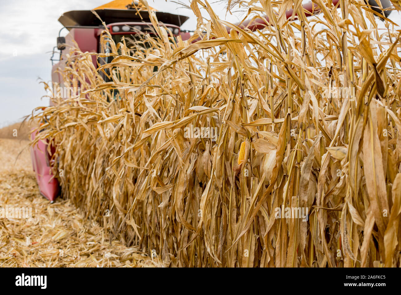 Ohr von Mais mit gelben Körnern hängen an cornstalk als Ansätze kombinieren während der Ernte cornfield. Erntezeit an einem bewölkten Tag fallen Stockfoto