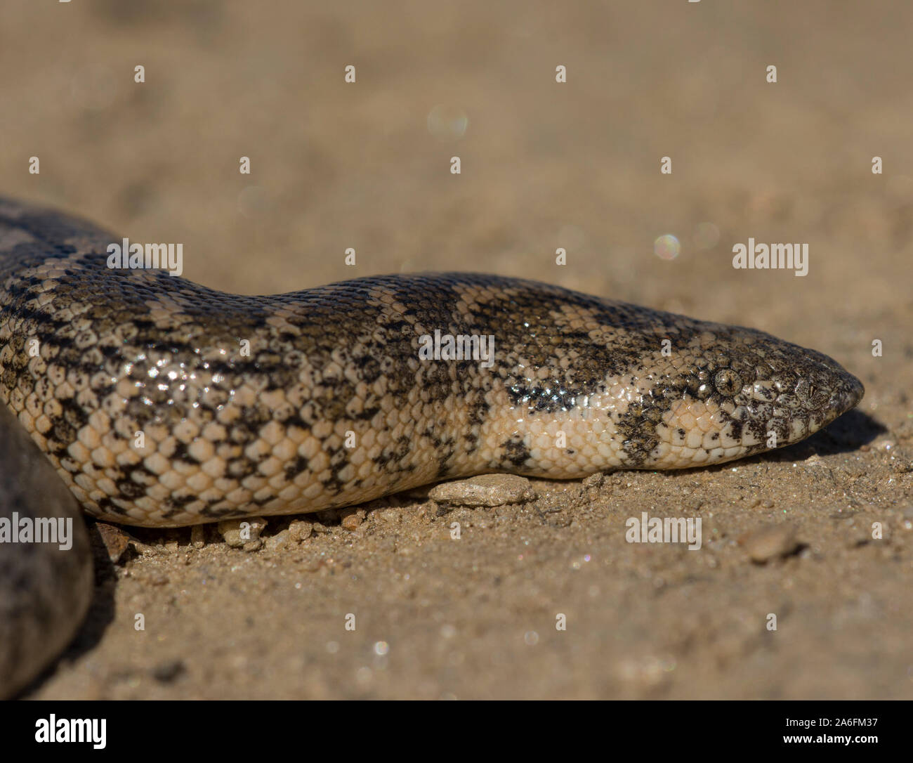 Europäischen Sand Boa (Eyrx jaculus) auf der griechischen Insel Ios, Kykladen, Griechenland. Stockfoto