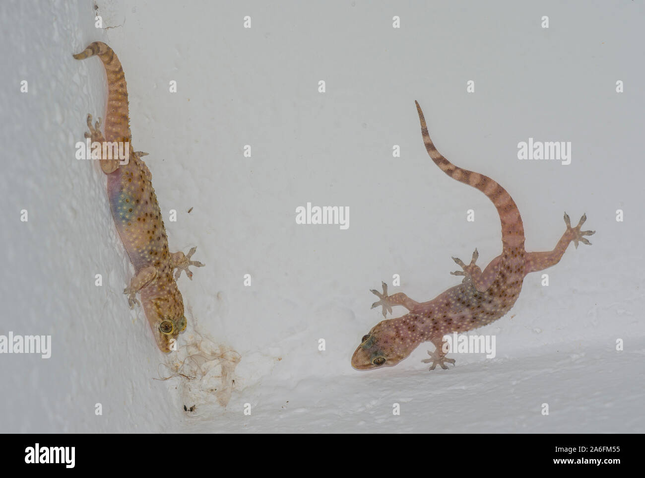 2 Türkische Geckos (Hemidactylus turcicus) an einer Wand auf der griechischen Insel Ios. Stockfoto
