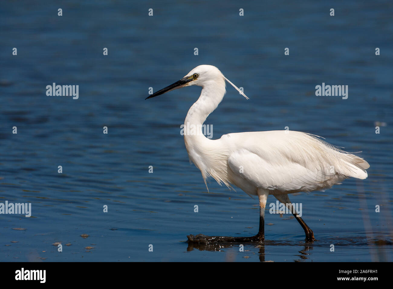 Seidenreiher, Egretta garzetta, es ist eine weiße Vogel mit einem schlanken schwarzen Schnabel, lange, schwarze Beine und, im westlichen Rennen, gelbe Füße. Stockfoto