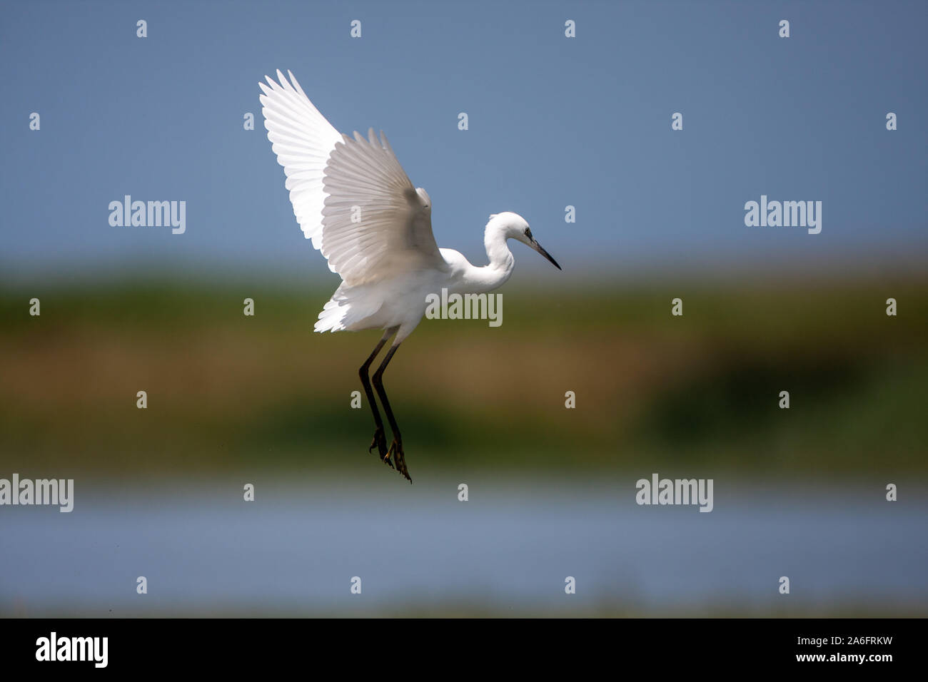 Seidenreiher, Egretta garzetta, es ist eine weiße Vogel mit einem schlanken schwarzen Schnabel, lange, schwarze Beine und, im westlichen Rennen, gelbe Füße. Stockfoto