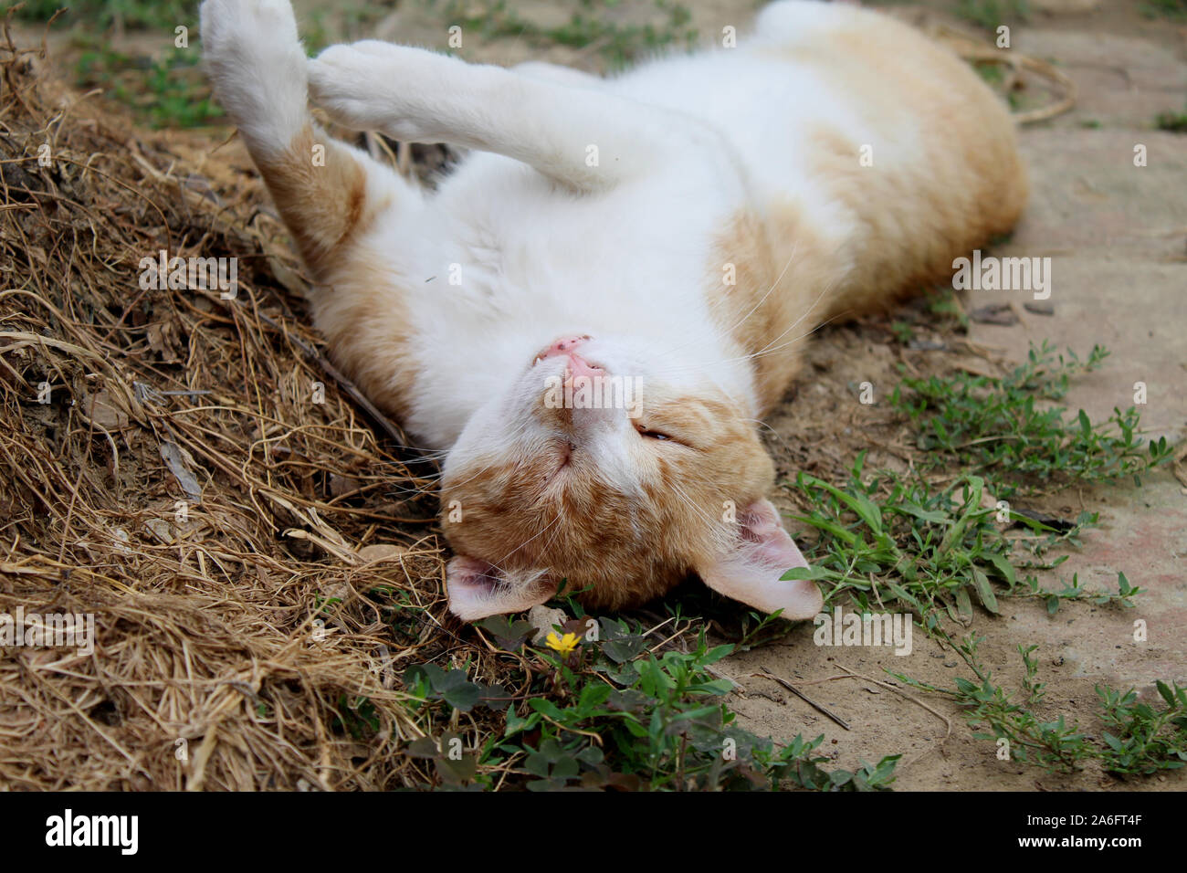 Schläfrige Katze im Garten Stockfoto