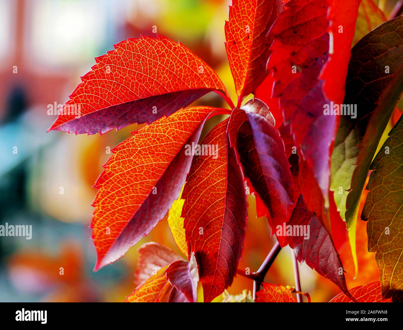 Herbst Landschaft mit Straßen- und schöne farbige Bäume im Wald. Blätter auf der Straße, im Herbst in Estland. selektive Fokus Stockfoto