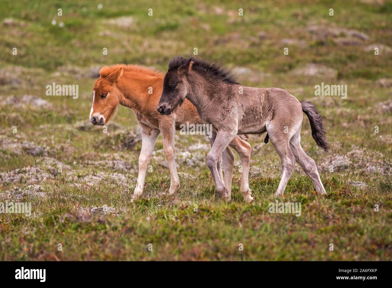 Isländische Pferde (Equus islandicus), zwei Fohlen Fohlen, die auf einer Koppel, Island Stockfoto